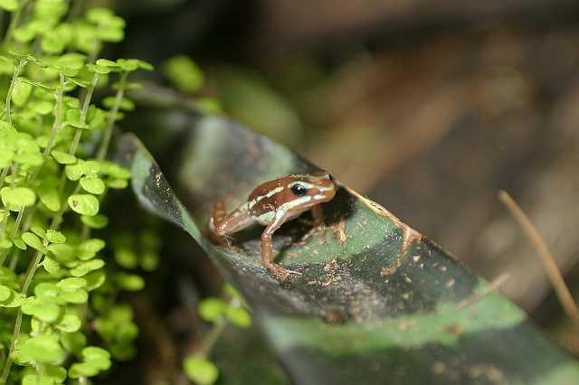FH_TR_0023(Epipedobates tricolor).jpg